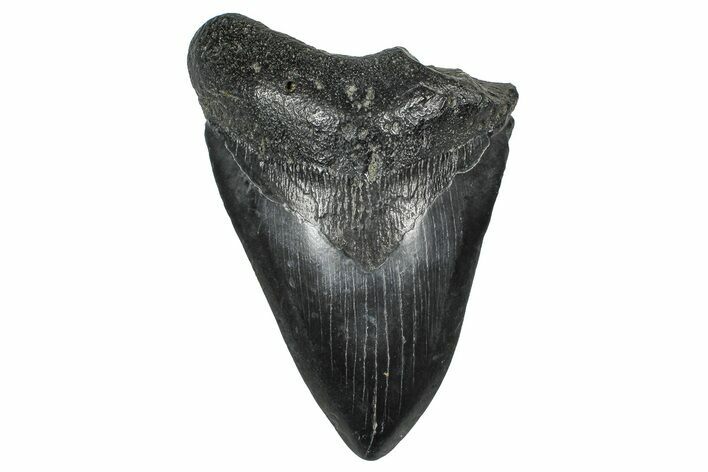 Bargain, Fossil Megalodon Tooth - South Carolina #375816